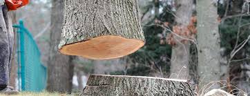 How Our Tree Care Process Works  in  Lincoln Village, CA