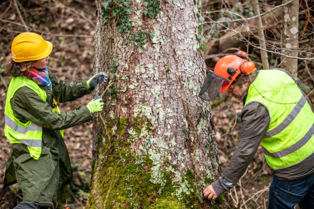 Best Hazardous Tree Removal  in Lincoln Village, CA