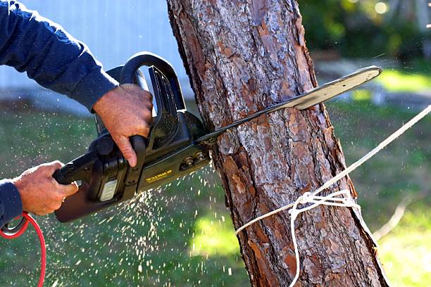 Lincoln Village, CA Tree Care Company