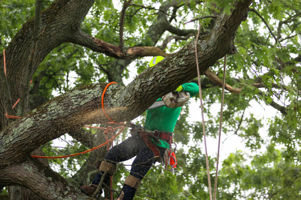 Best Seasonal Cleanup (Spring/Fall)  in Lincoln Village, CA