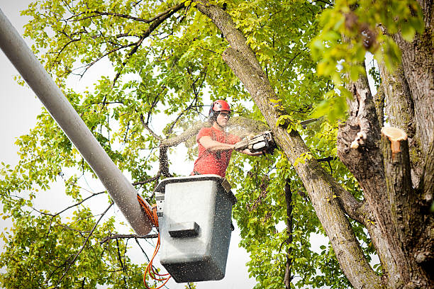 Best Root Management and Removal  in Lincoln Village, CA