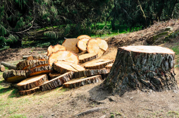 Best Tree Mulching  in Lincoln Village, CA